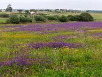 Teppich aus violetten Natternkopf Blüten